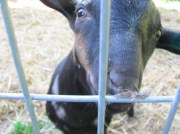 Spizzerinctum the Goat