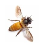 bee 2