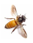 Bee resize