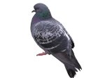 pigeon